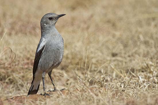 Male Mountain Chat (Grey Morph)