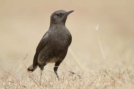 Female Mountain Chat