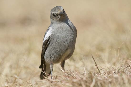 Male Mountain Chat (Grey Morph)