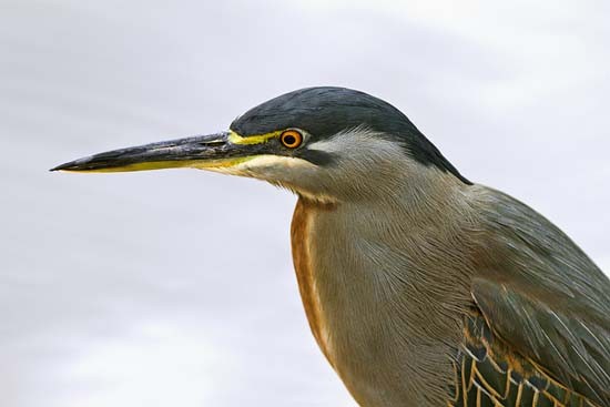 Striated or Green-backed Heron