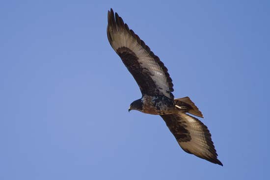 Jackal Buzzard in flight