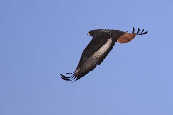 Jackal Buzzard in flight