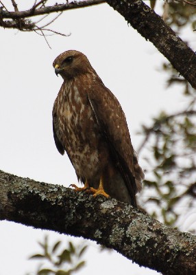 Juvenile Buteo vulpinus Steppe Buzzard Buse des steppes
