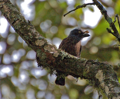 Grey-throated barbet