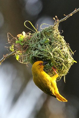 Yellow Weaver constructing nest