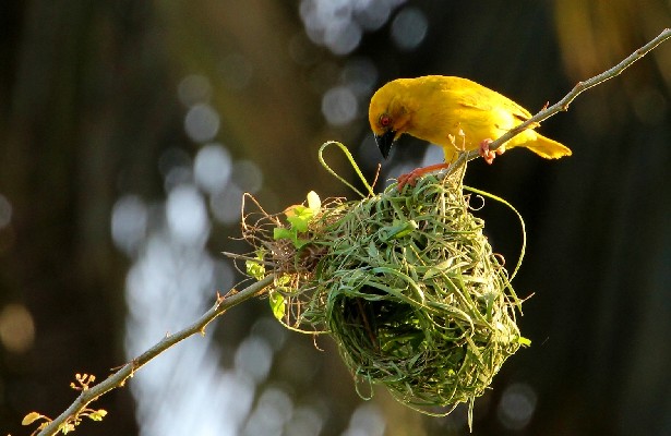 Yellow Weaver at nest