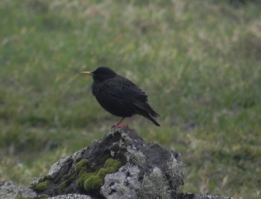 a very dark starling in breeding plumage