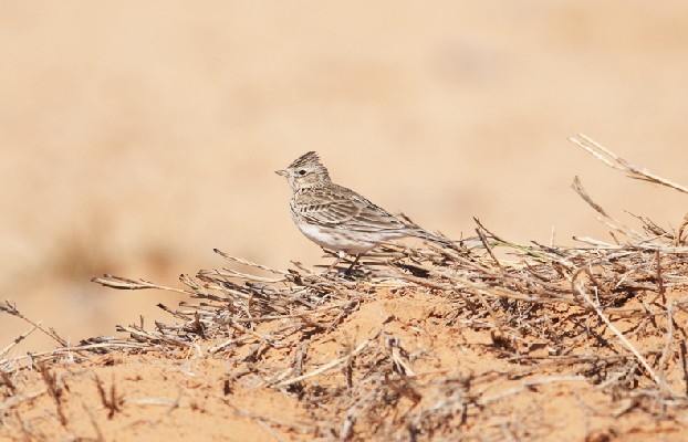 Lesser Short-toed Lark, Calandrella rufescens. Lybia