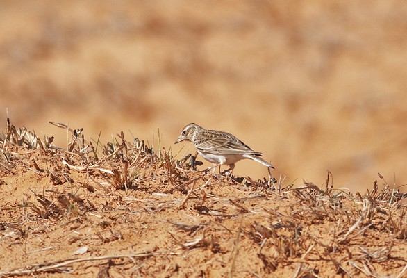 Eurasian Skylark, Alauda arvensis. Lybia