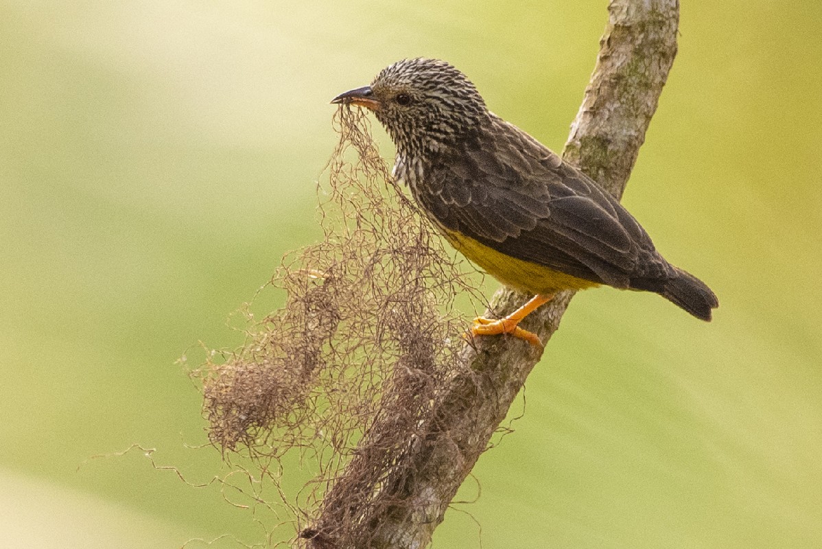 Tit-hylia carrying nesting material