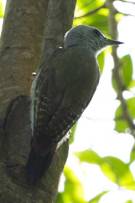 Female Grey Woodpecker