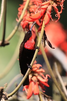 Scarlet-chested Sunbird- nektarnik szkarlatny