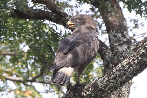 Western Banded Snake Eagle - Gadozer bialopregi