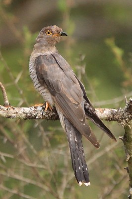 African Cuckoo, kukulka sawannowa