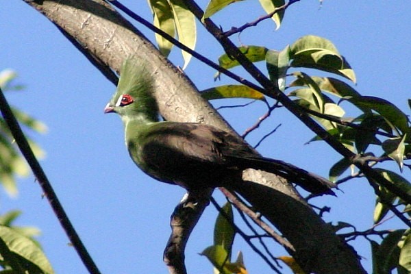 Green Turaco, Turak zielonoczuby
