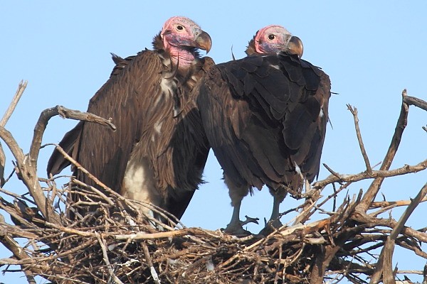 Lappet-faced Vulture, Sep uszaty