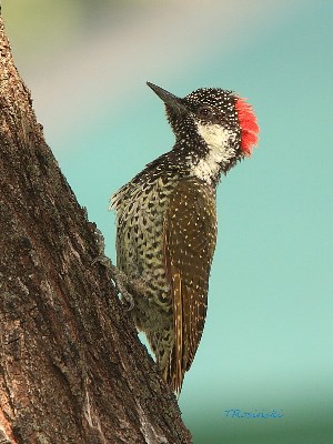 Golden-tailed Woodpecker