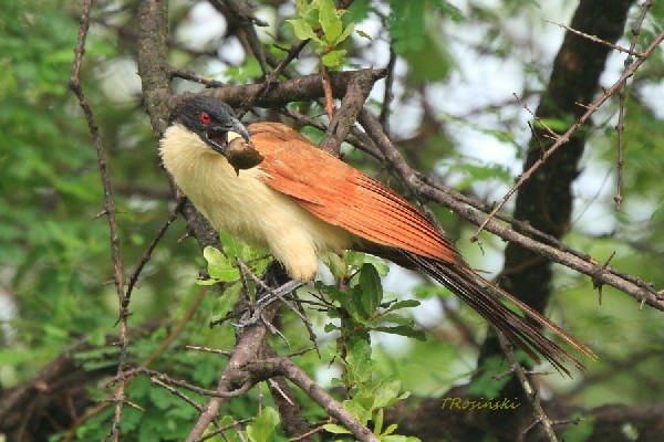 Kukal miedzianosterny, Coppery-tailed coucal