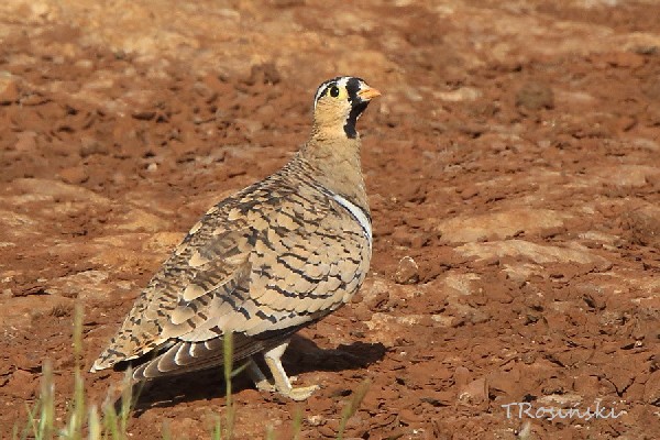 Black-faced Sandgrouse