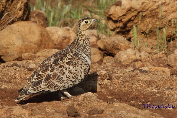 Black-faced Sandgrouse