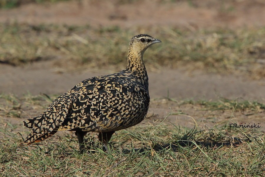Yellow-throated Sandgrouse
