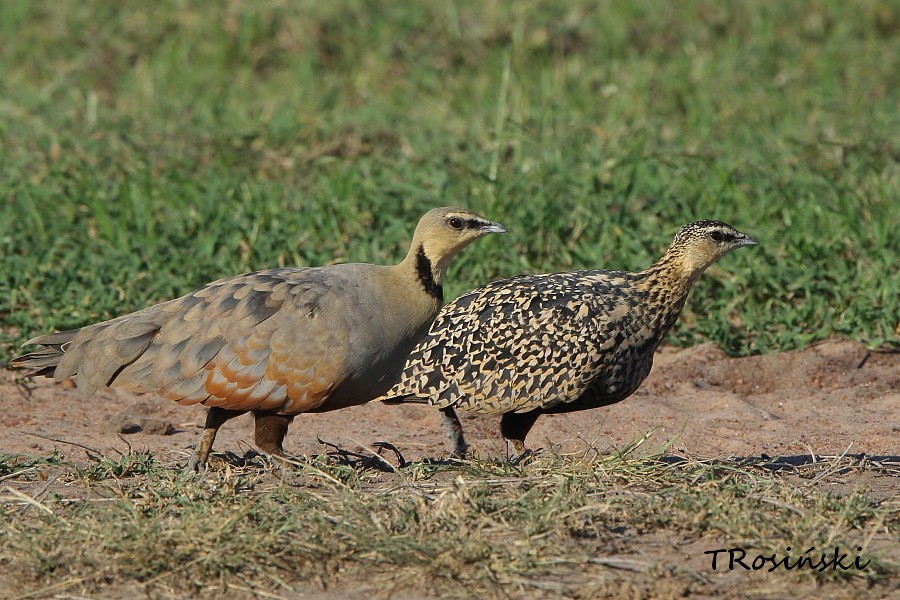 Yellow-throated Sandgrouse