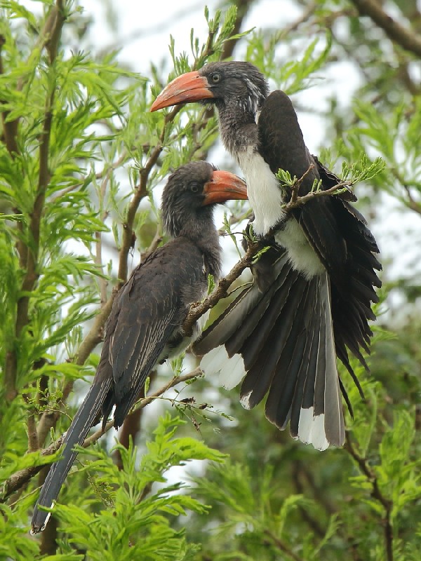 Crowned hornbill