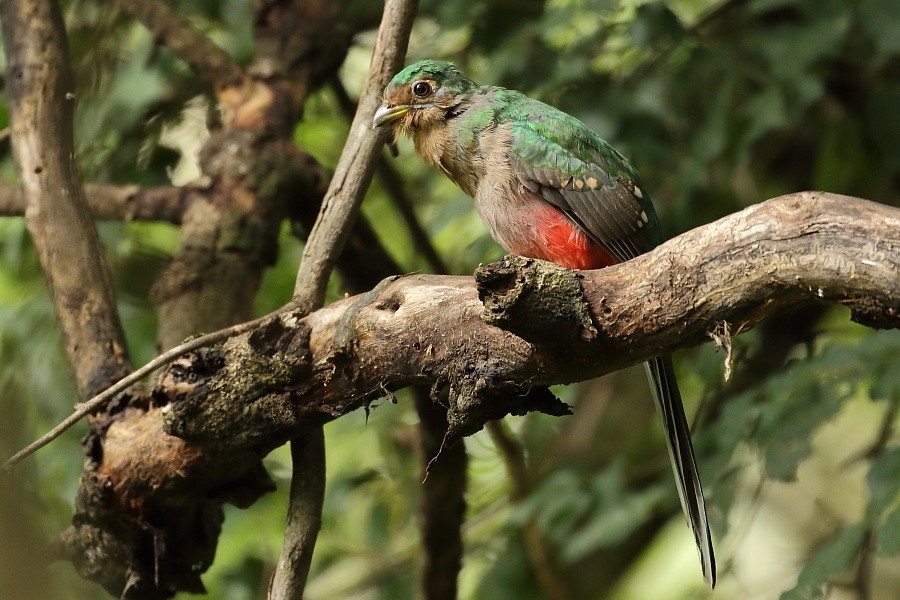 Narina Trogon
