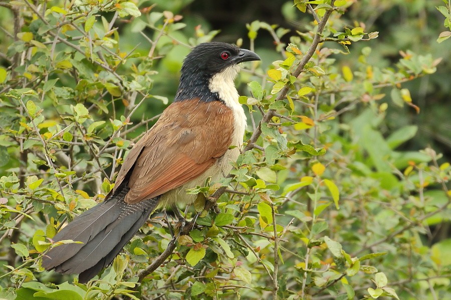 Burchell's Coucal