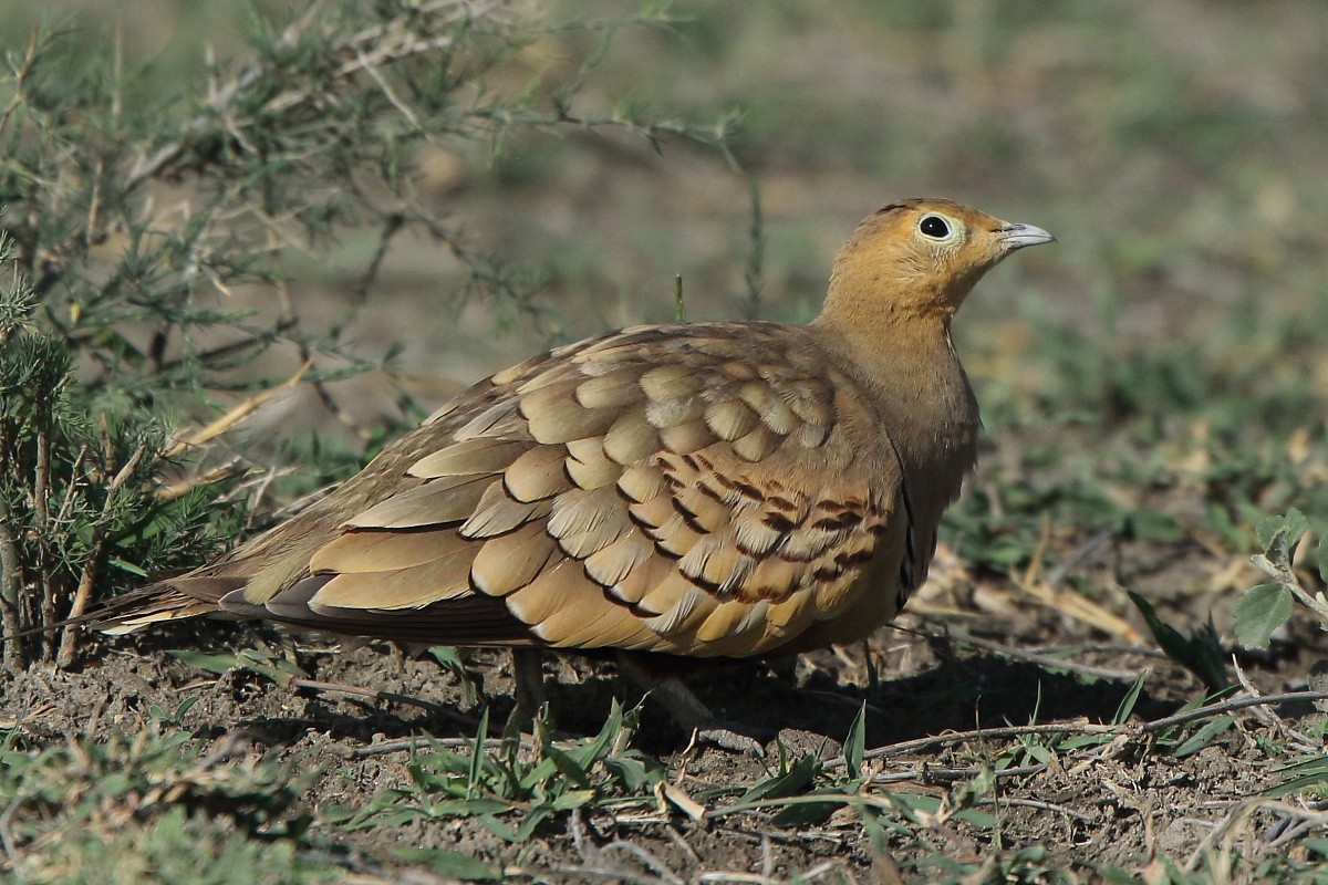 Chestnut-bellied Sandgrouse