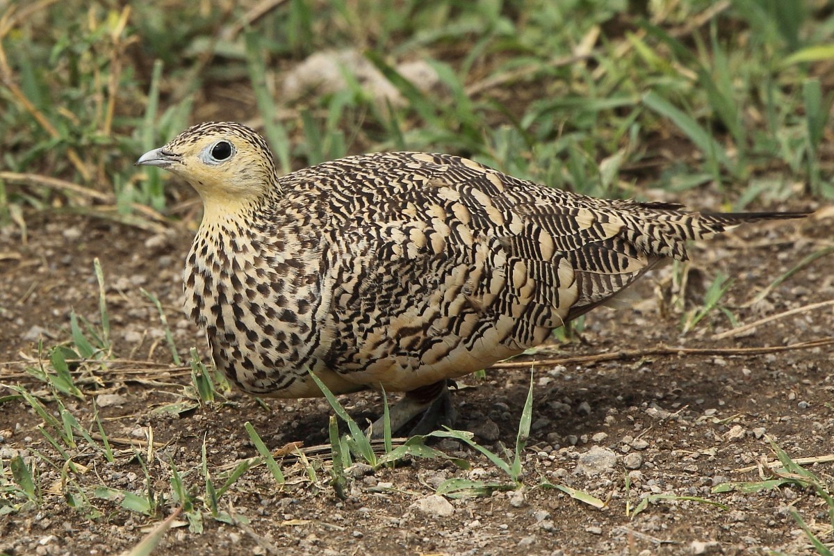 Chestnut-bellied Sandgrouse
