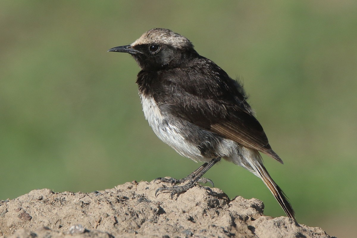Schalow's Wheatear