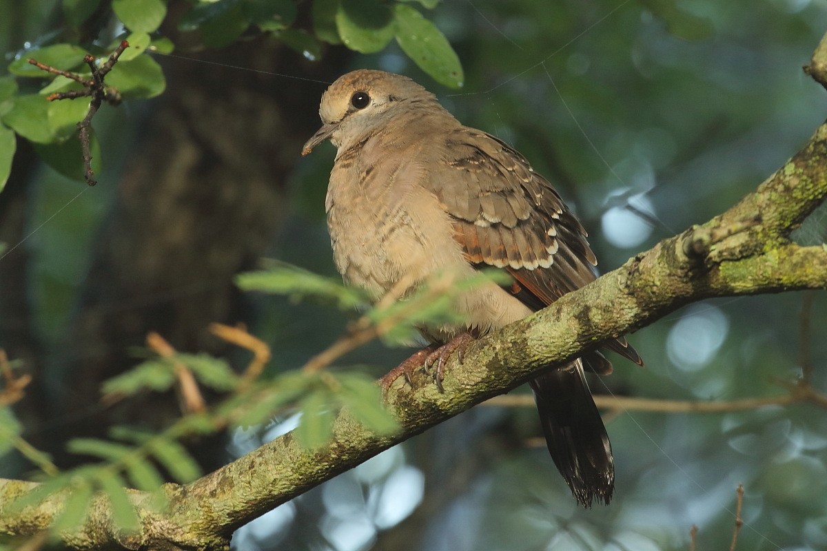Emerald-spotted Wood dove