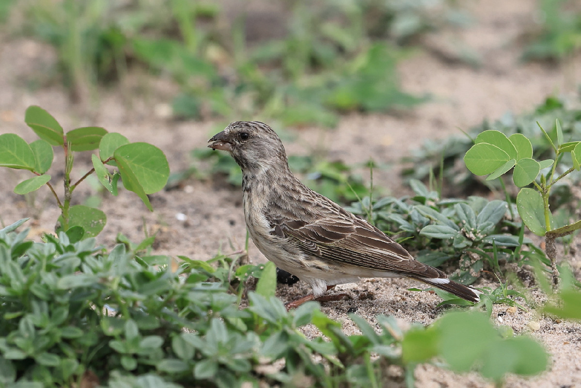Black-throated Canary