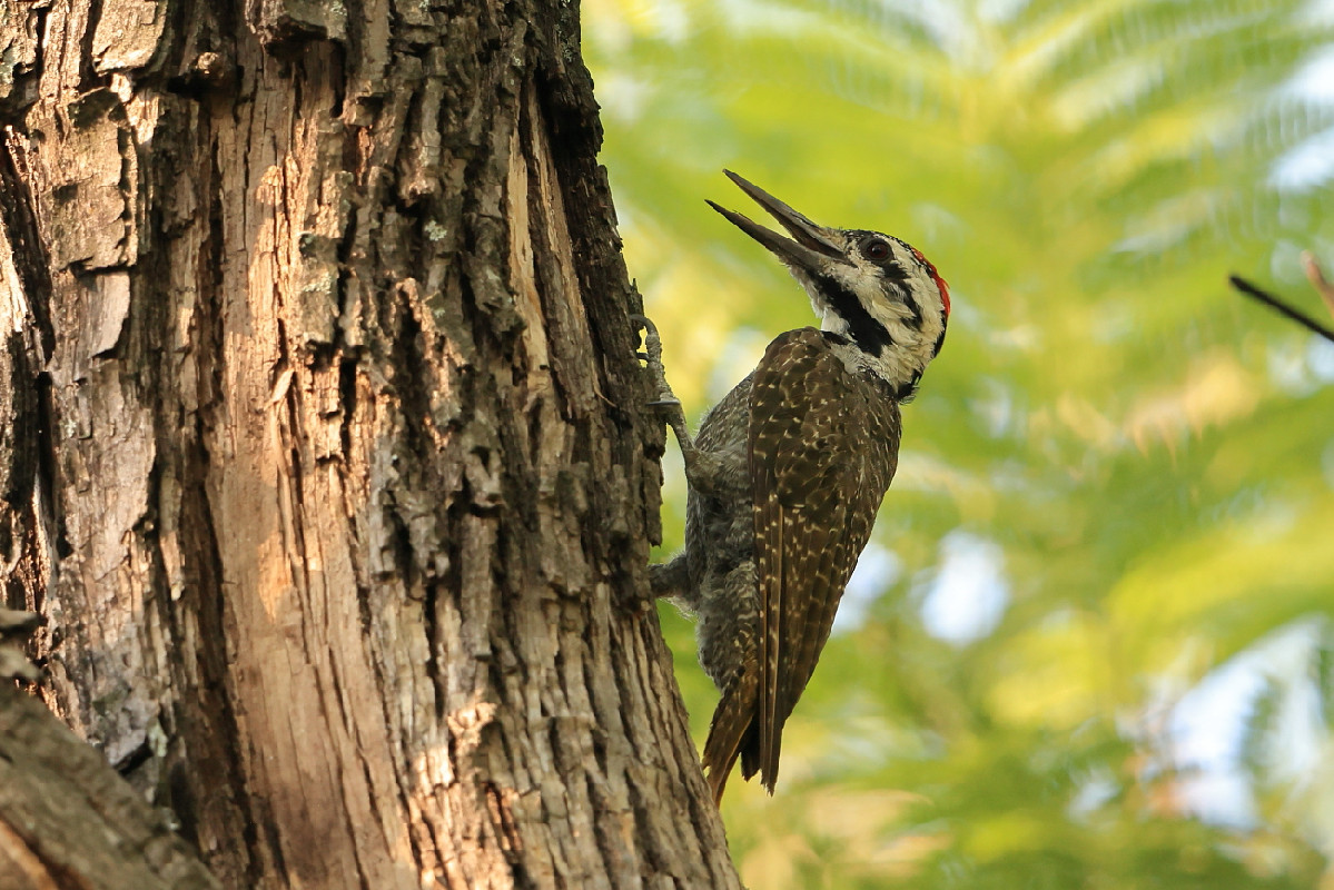 Bearded Woodpecker
