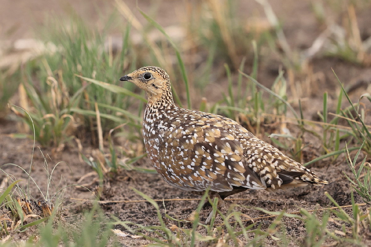 Burchell's Sandgrouse