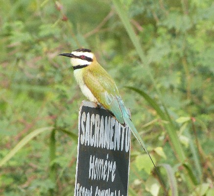 Guêpier à gorge blanche