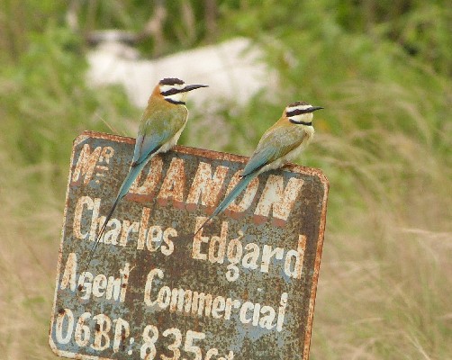 Guêpier à gorge blanche