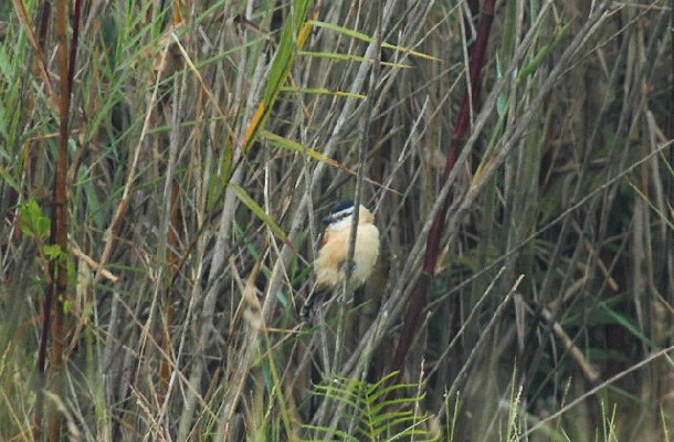 Female Anchieta's Tchagra (Marsh Tchagra) 