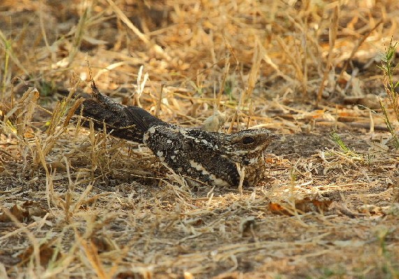 Daytime sighting of Square-tailed Nightjar in Mana Pools