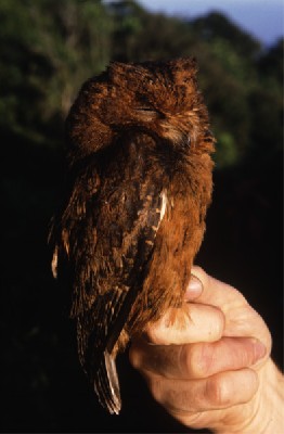 Moheli Scops Owl