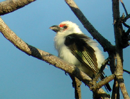 Chaplin's Barbet