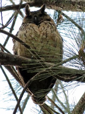 Madagascar Long-eared Owl - adult at daytime roost