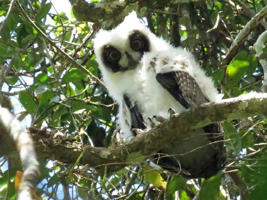 Madagascar Long-eared Owl - one of two young along roadside