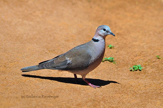 Ring-necked Dove - searching for food