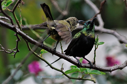Bronzy Male & Female Sunbirds in a Pecking mood