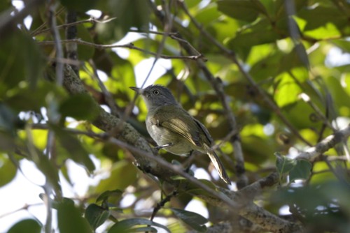 at approx at 10 m asl, in evergreen coastal forest