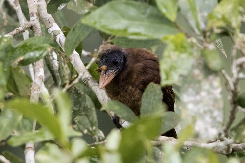 Bristle-nosed Barbet