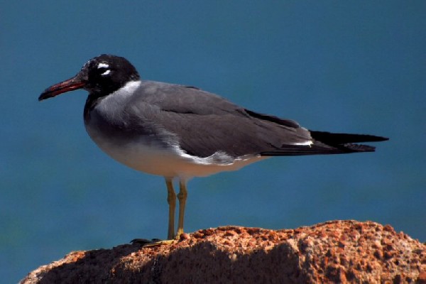 White-eyed Gull