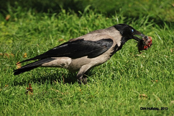 Hooded Crow in a hotel garden